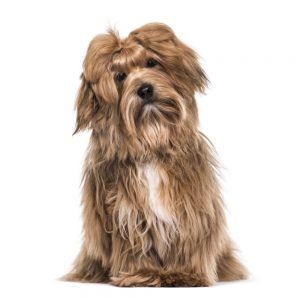 havanese shedding