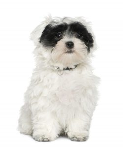 havanese lifespan