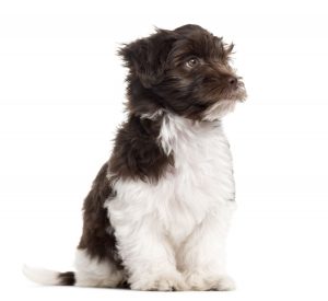 havanese health problems