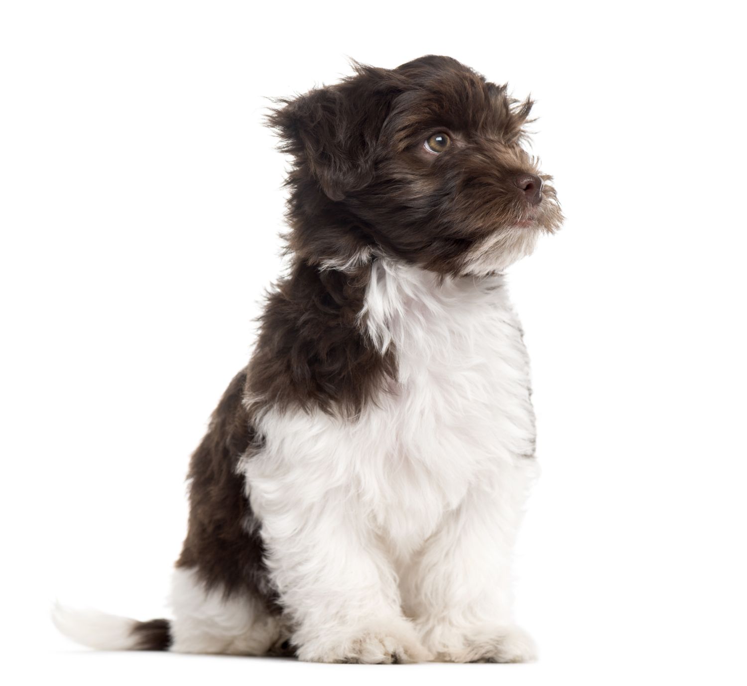Havanese Costs How Much Are You Willing To Pay For Your New Best Friend? Havanese Dog