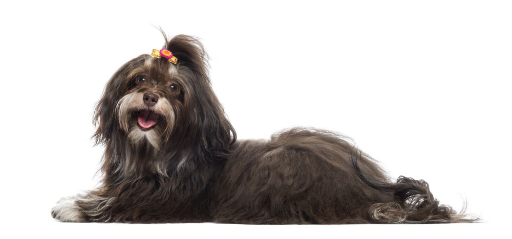 havanese health