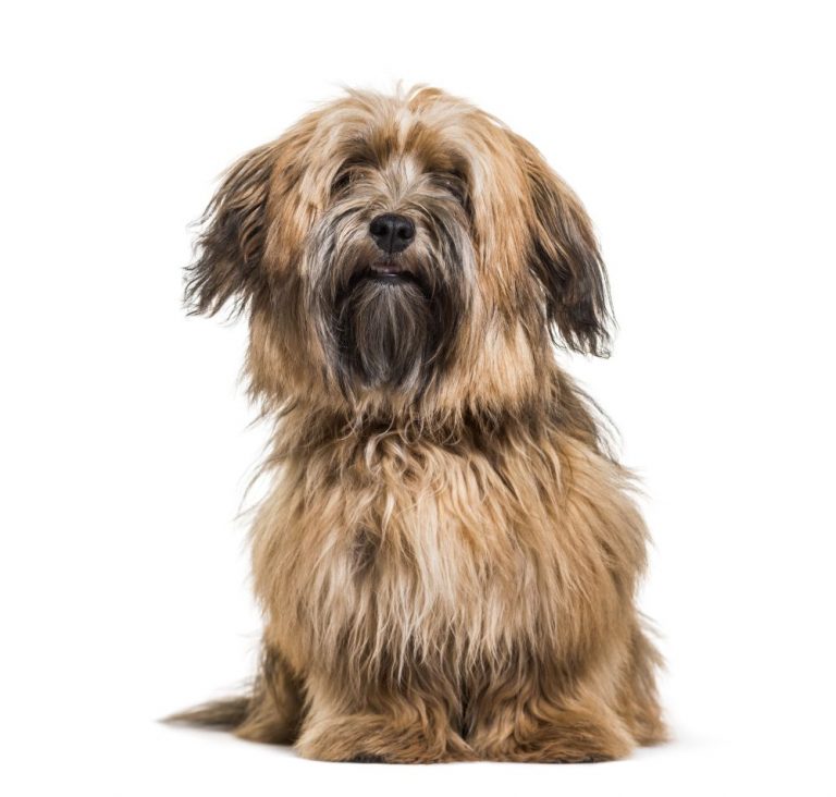 How Much Does A Havanese Dog Cost