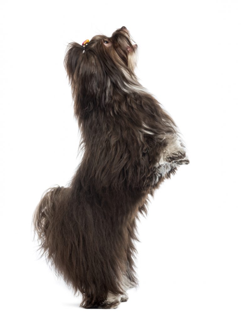 Havanese Size How Big Is the Havanese Dog? Havanese Dog