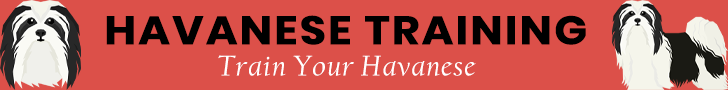Havanese Training Banner Ad
