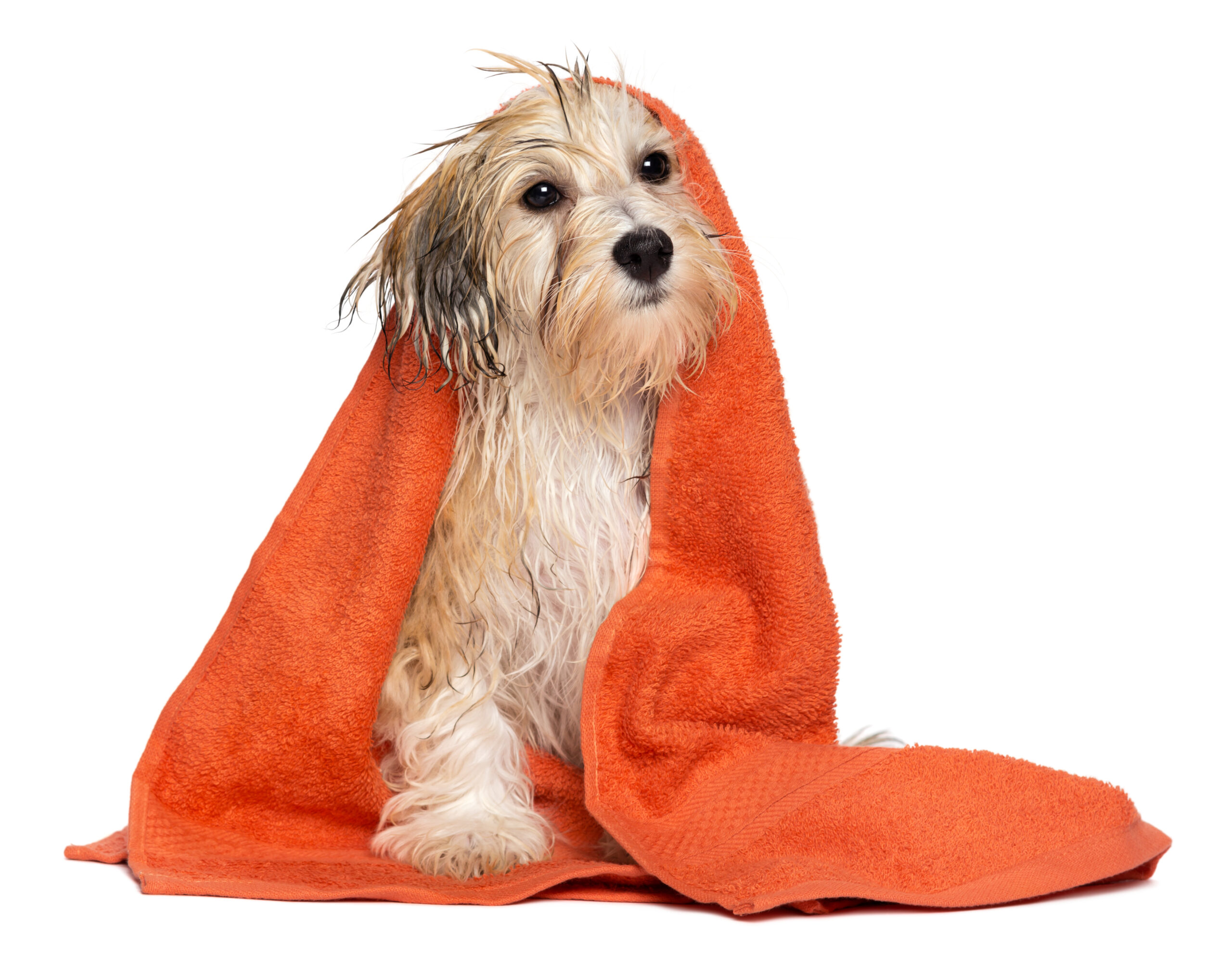 Havanese puppy health