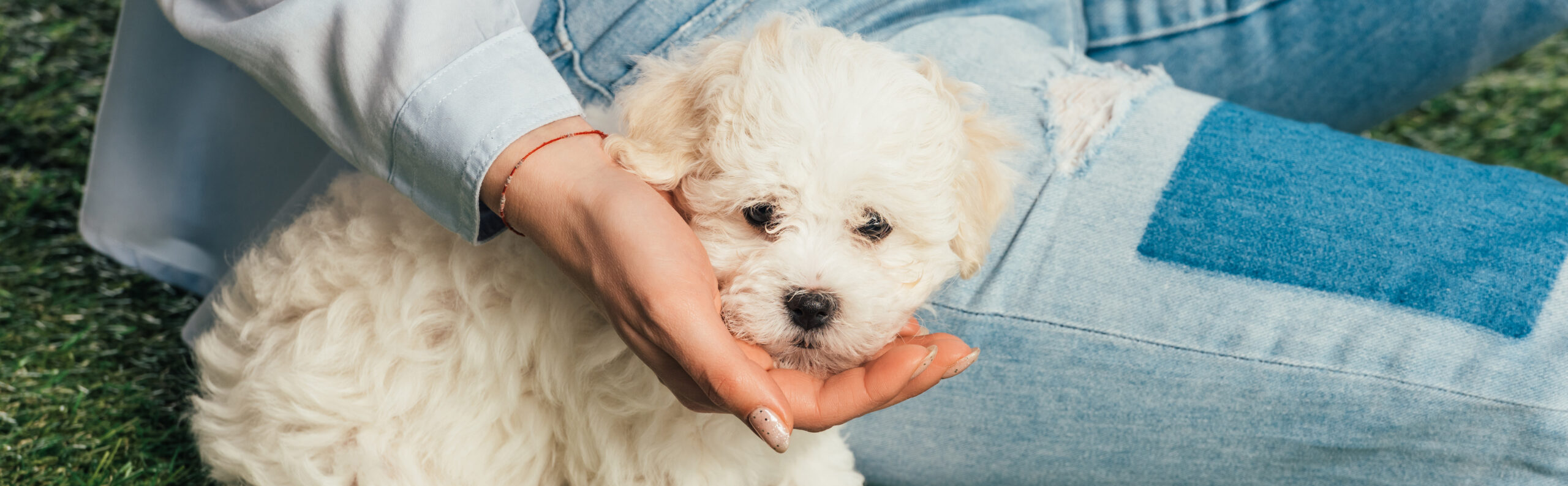 Mastering Havanese Puppy Care: The Ultimate Guide for a Joyful Household