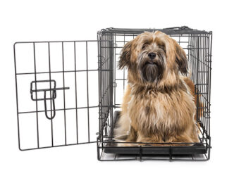 Havanese dog in crate